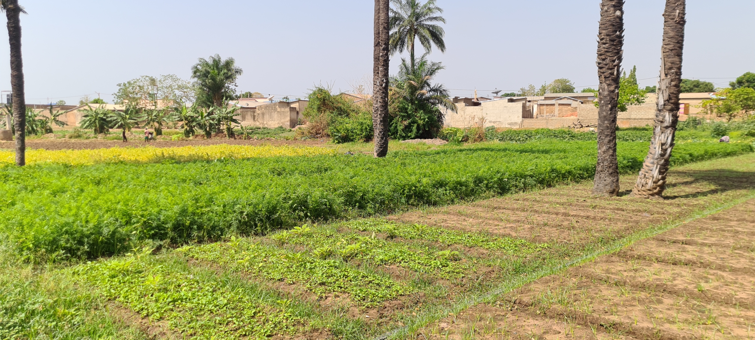 Programme AGORA : Bilan positif pour 20 jeunes entrepreneurs du secteurs  agricole du Borgou
